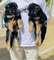 Regaalo fantastico cachorros pastor aleman, whatsapp:635150244