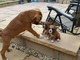 Regalo adoorable cachorros boxer whatsapp 635150244