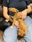 Regalo adorable cachorros boxer whatsapp 600266514