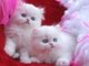 Regalo adorable gatitos persa whatsapp: 600266514