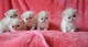 Regalo adorable gatitos persa whatsapp: 600266514
