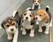 Regalo beagle listo en adopcion, whatsapp:635150244