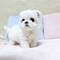 Regalo cachorros bichón maltés whatsapp (+34 670 47 42 67)