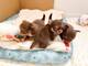 Regalo cachorros chihuahua miniaratura, whatsapp:600266514