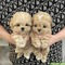 Regalo .cachorros de mini toy caniche para su adopcion libre, wh