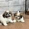 Regalo cachorros de shih tzu, whatsapp 613372697