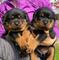 Regalo cachorros rottweiler disponibles (whatsapp +34613304066))