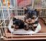 Regalo cachorros yorkshire terrier mini toy whatsapp:613372697