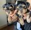 Regalo cachorros yorkshire terrier mini toy whatsapp:635150244
