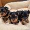 Regalo cachorros yorkshire terrier mini toy whatsapp:635150244