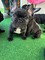 Regalo economicos cachorros bulldog frances whatsapp:635150244