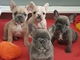 Regalo economicos cachorros bulldog frances whatsapp:635150244
