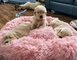 Regalo impresionate cachoros golden retriever, whatsapp:613372697