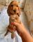 Regalo impresionate cachorros cocker spaniel whatsapp:635150244
