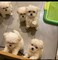 Regalo mini toy cachorros bichon maltes whatsapp:635150244