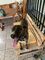 Regalo perro