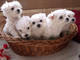 Rregalo mini toy cachorros bichon maltes whatsapp:635150244