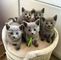 Russian blue kittens https://angelicexoticcattery.com