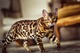 Snow/silver/charcoal/brown bengal kittens