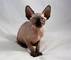 Sphynx kittens: https://angelicexoticcattery.com