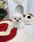 Teacup maltese babies for adoption