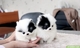 Toy pomenarian lulu ,whatsapp:613428277