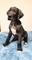 último cachorro de gran danes