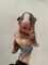 Vendo cachorros american stafond