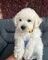 10 cachorros bichon maltes en adopcion
