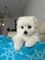 12 cachorros bichon maltes en adopcion