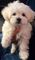 14 cachorros bichon maltes en adopcion