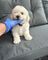 25cachorros bichon maltes en adopcion