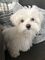 4 cachorros bichon maltes en adopcion