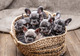 Babaies bulldog francés