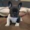 Bonito cachorros de bulldog francés