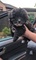 Cachorro maltipoo amigable
