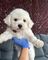 Cachorros bichon maltes en adopcion