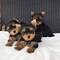 Cachorros de yorkshire terrier mini toy disponibles en adopción