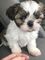 Cachorros shih tzu en adopcion oo