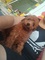 Caniche toy rojo, hermosos cachorros