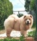 Chow chow - cachorros !!
