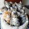 Fantastic regalo gatitos siberianos 22f