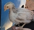 Gallos de corral