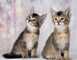 Gatitos caracat f3, f4, f5