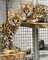Gatitos serval disponibles para la venta