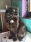 Gato negro de pelo largo