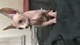 Gato sphynx