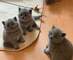 Goldouse regalo gris gatitos britico pelo corto a
