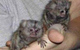 Increíble ternura de los monos tití pigmeos