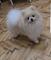 Pomerania, hermosos cachorros boo
